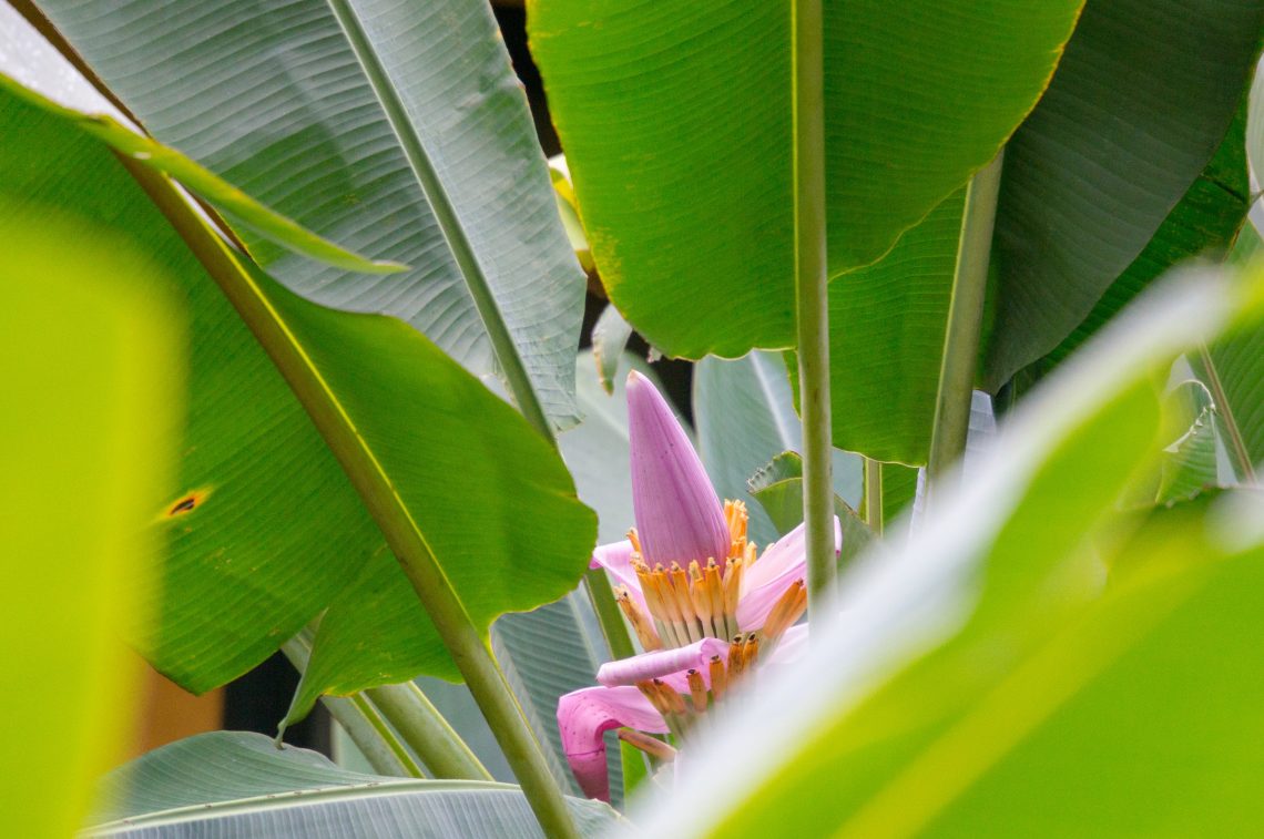 Banana Flower