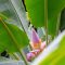 Banana Flower