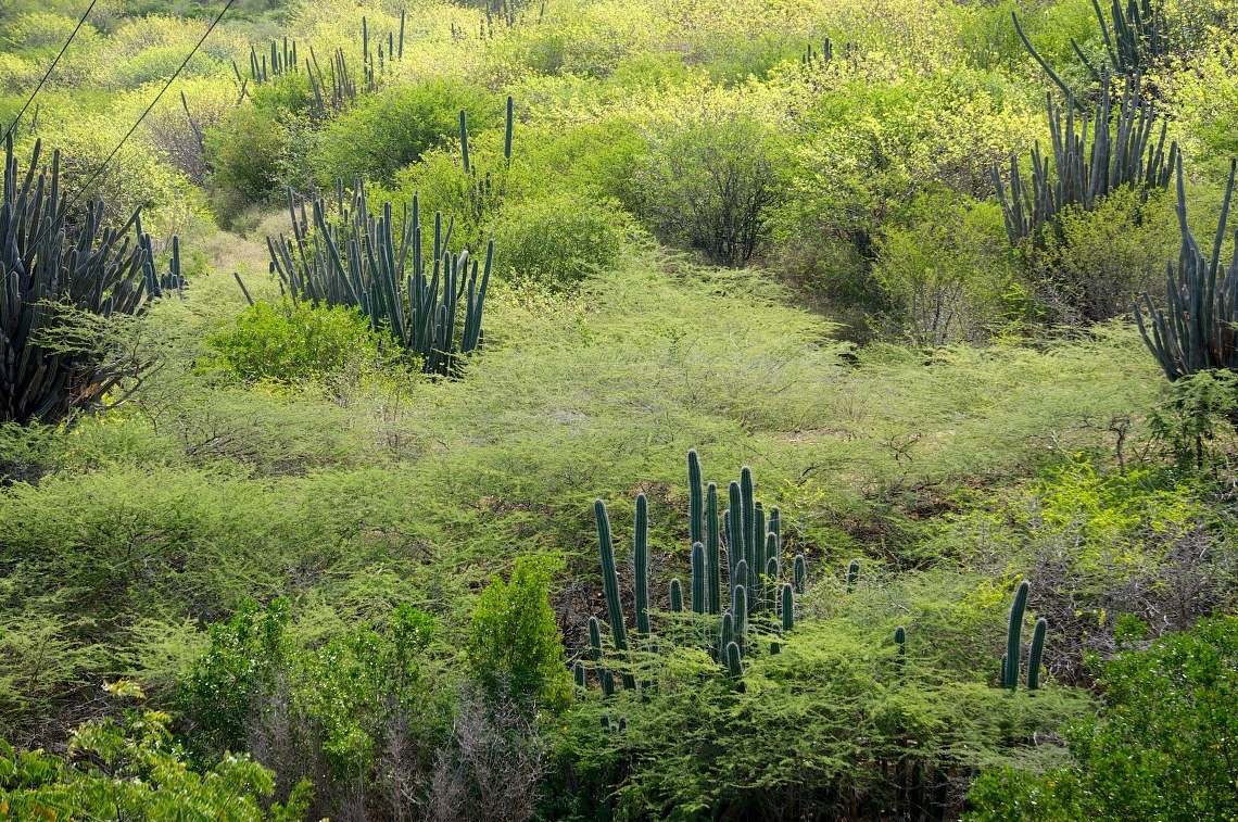 Cactus wood