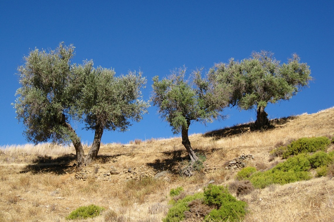 Olive Trees