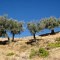 Olive Trees