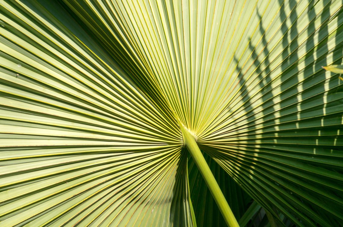 Palmleaf