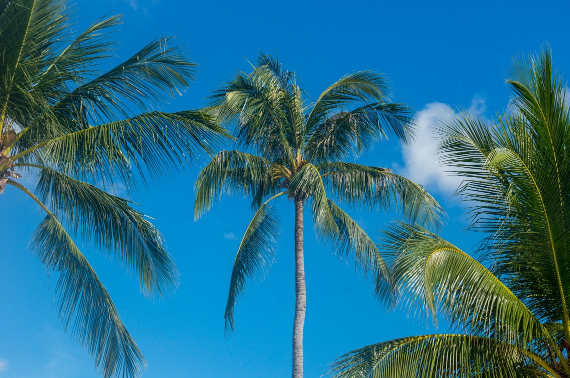 Palmtree BlueSky