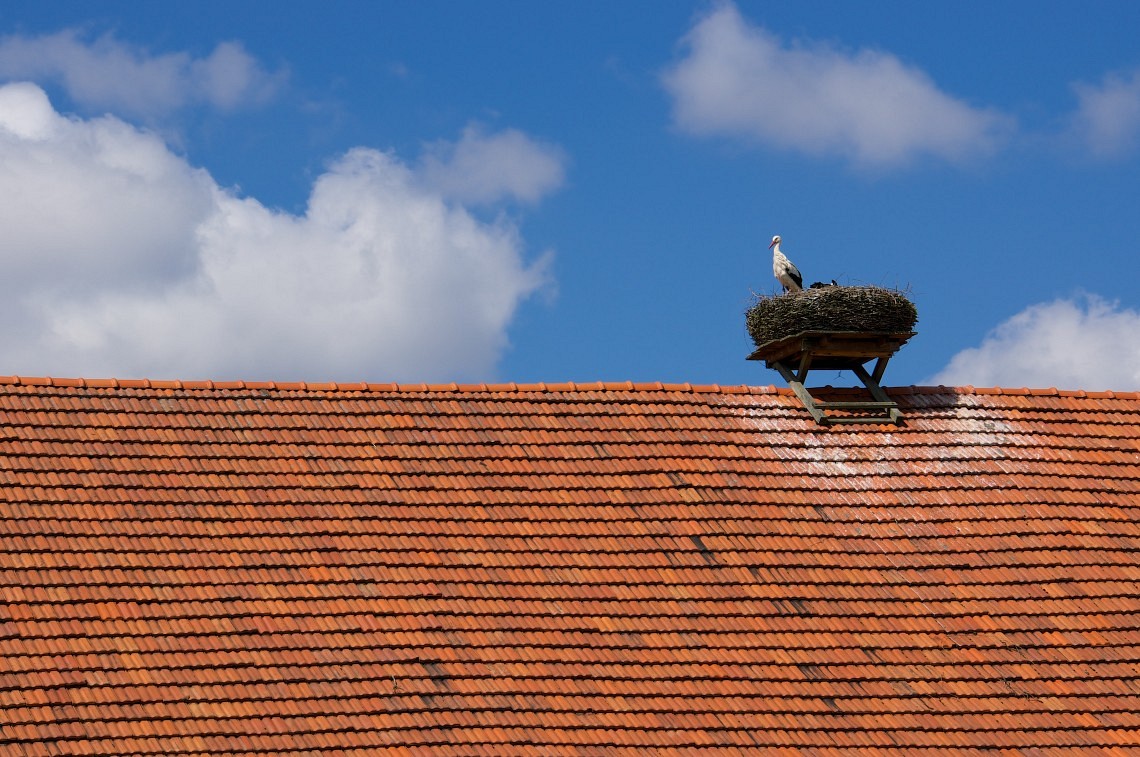 Red roof white bird