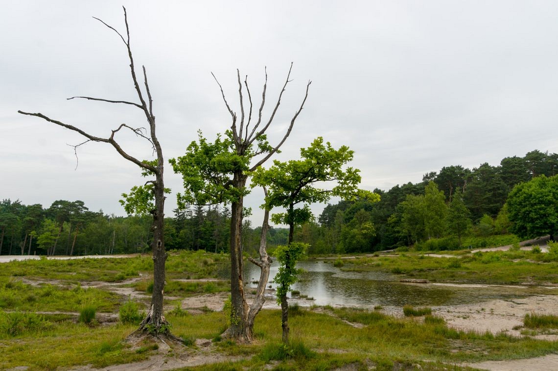 The Brunssummer Tree