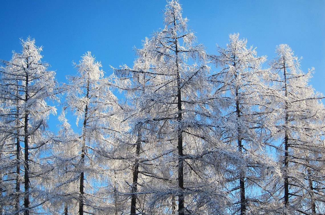 The Ice Trees