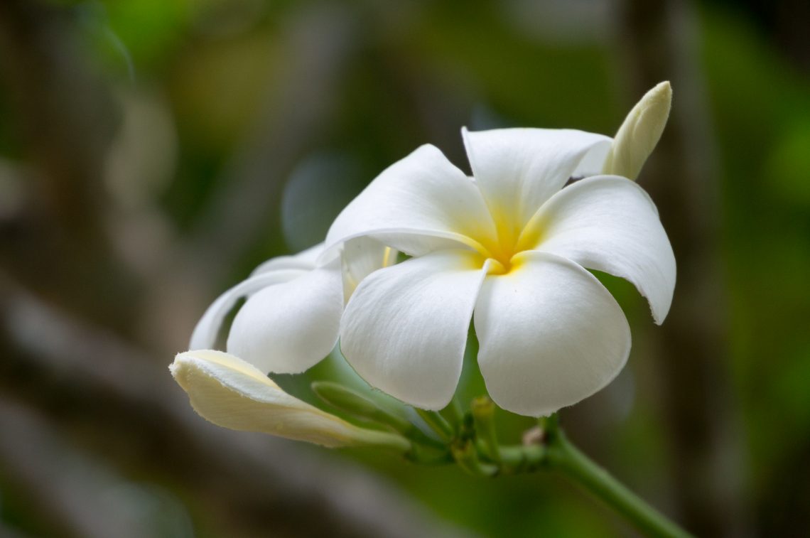 White Flower