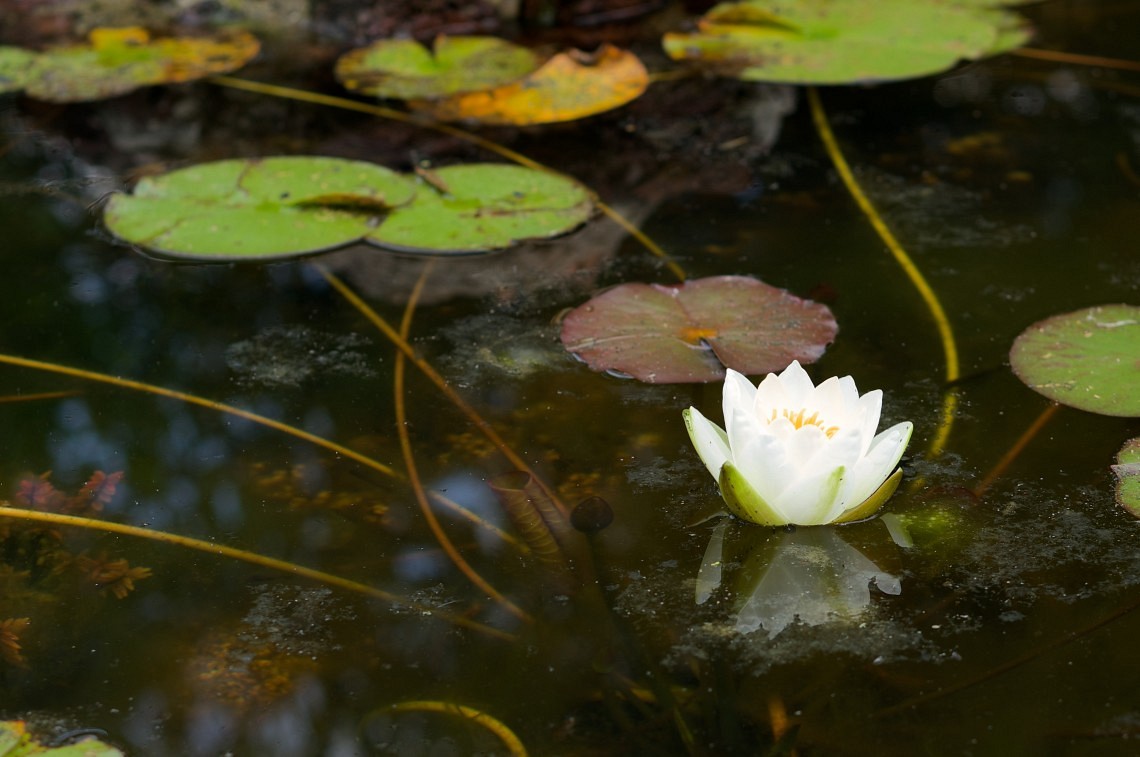 White waterlily 1