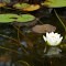 White waterlily 1