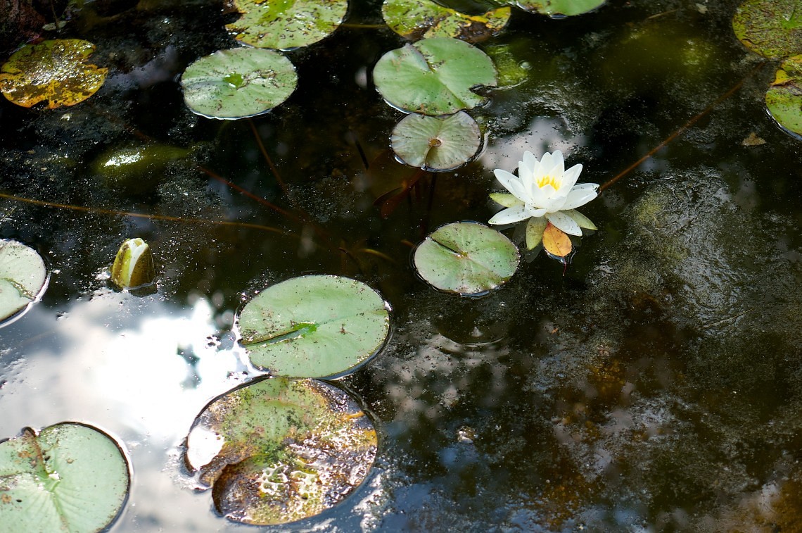 White waterlily 2