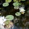 White waterlily 2